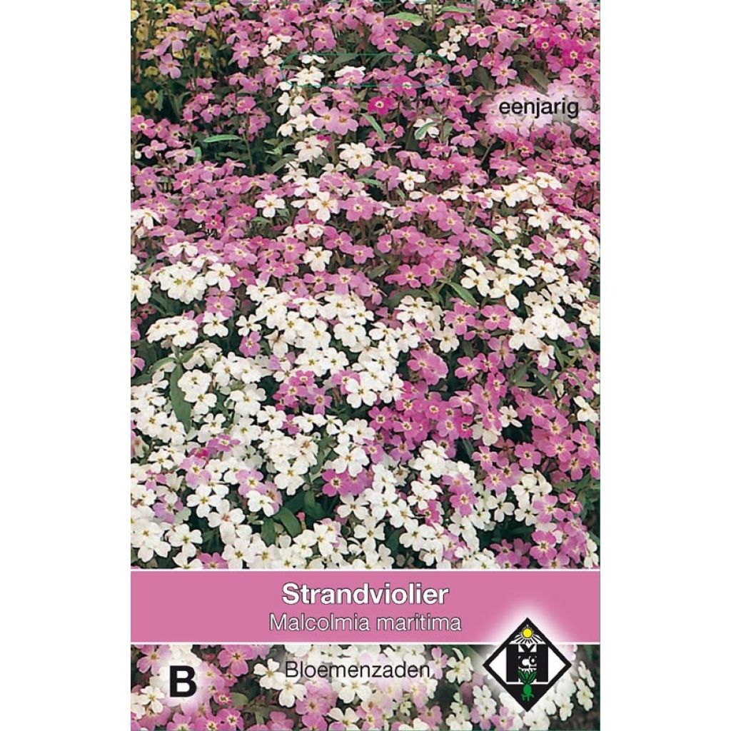 Malcolmia maritima (zaad) - Strandviolier