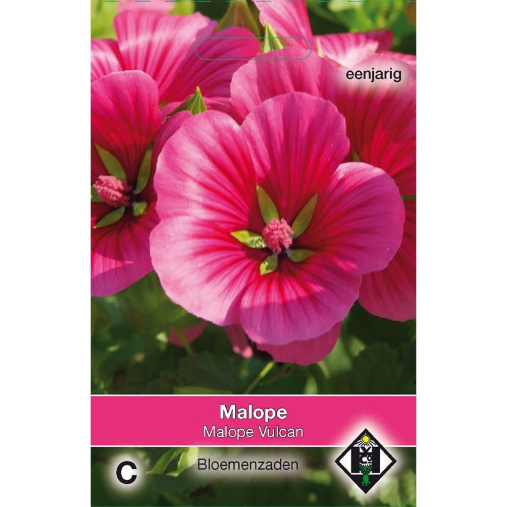 Malope trifida Vulcan (zaad) - Drielobbige malope