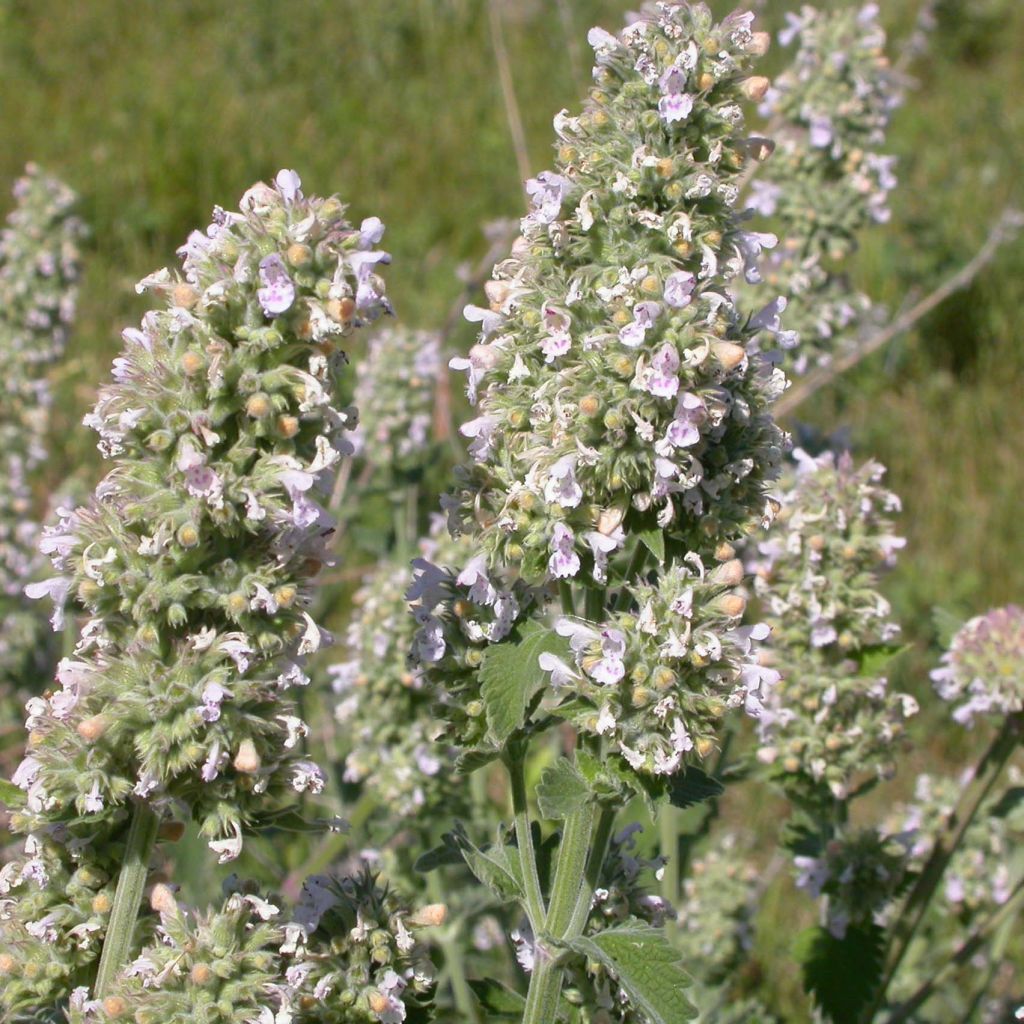 Nepeta cataria (zaad) - Kattenkruid