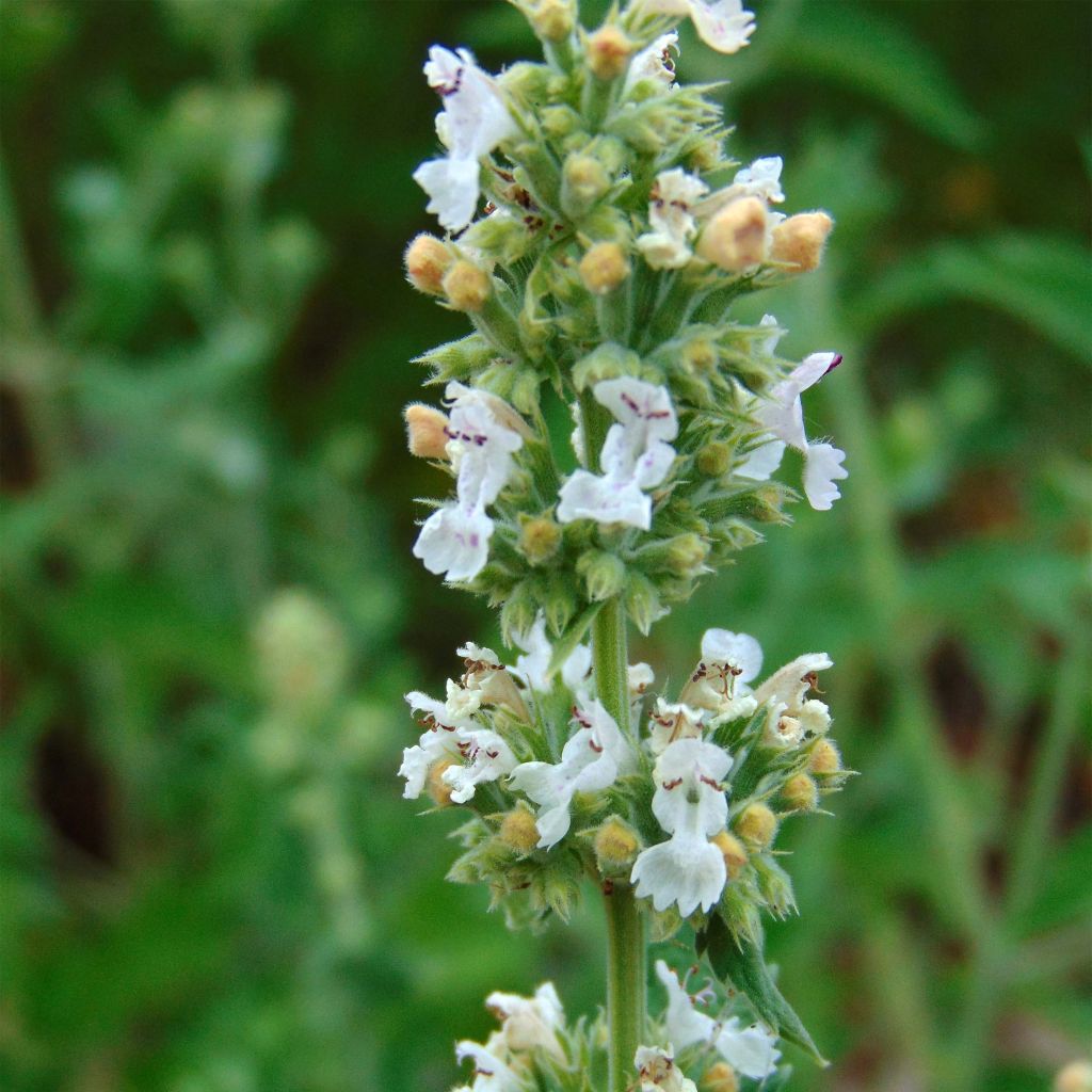 Nepeta cataria (zaad) - Kattenkruid