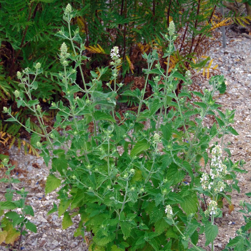 Nepeta cataria (zaad) - Kattenkruid