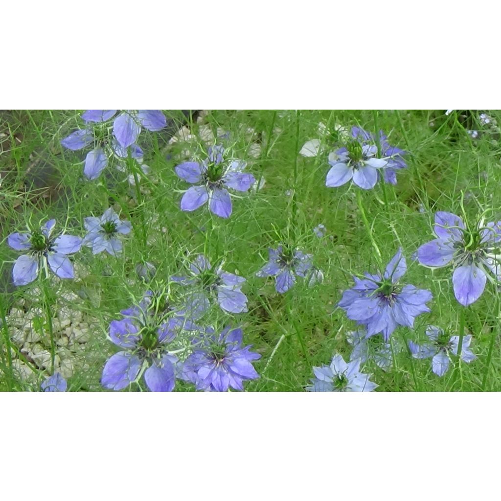 Nigella damascena Miss Jekyll Blue (zaad) - Juffertje-in-het-groen