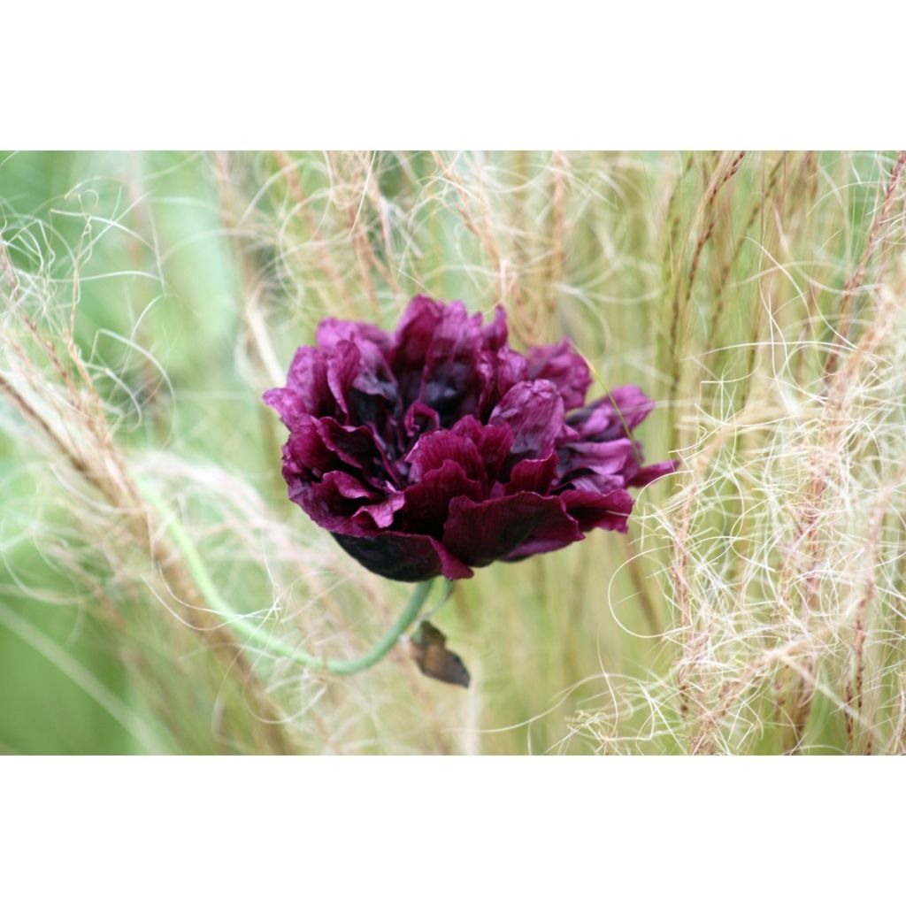 Papaver somniferum Black Peony (zaad) - Eenjarige slaapbol