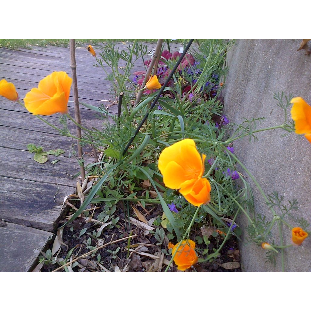 Eschscholzia californica Sun Shades (zaad) – Slaapmutsje