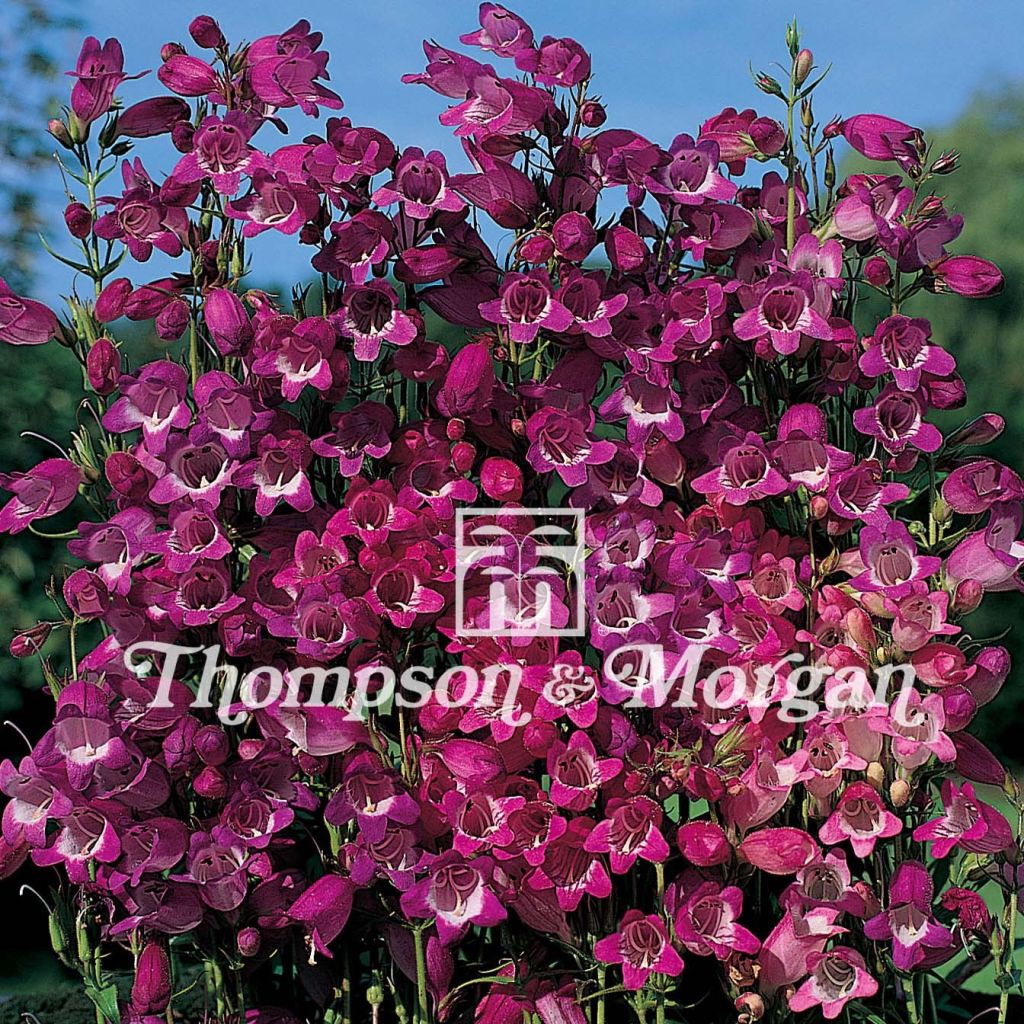 Penstemon Miniature Bells (zaad) - Slangenkop