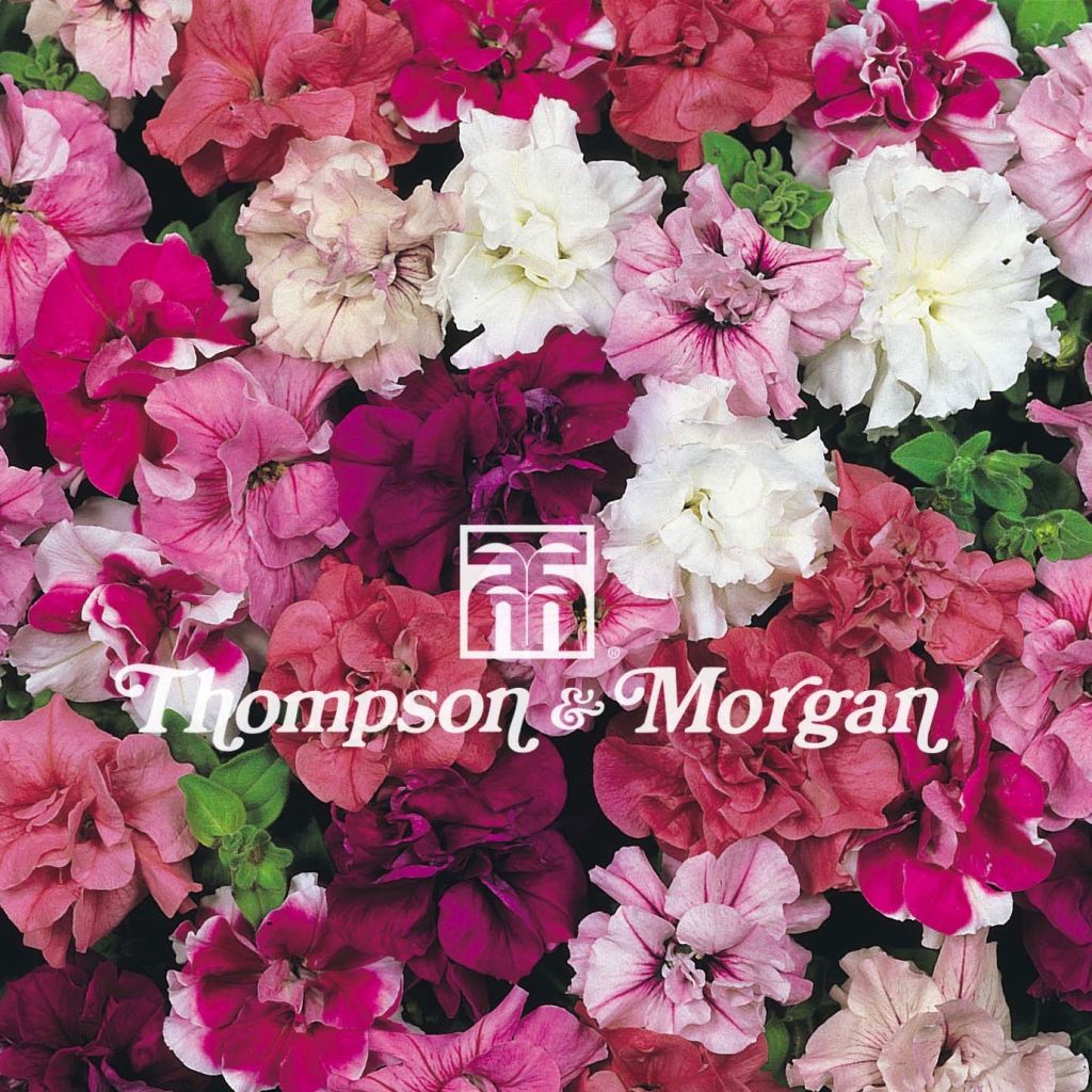 Petunia hybrida Perkpetunia Duo Mixed F1 (zaad) - Hangpetunia