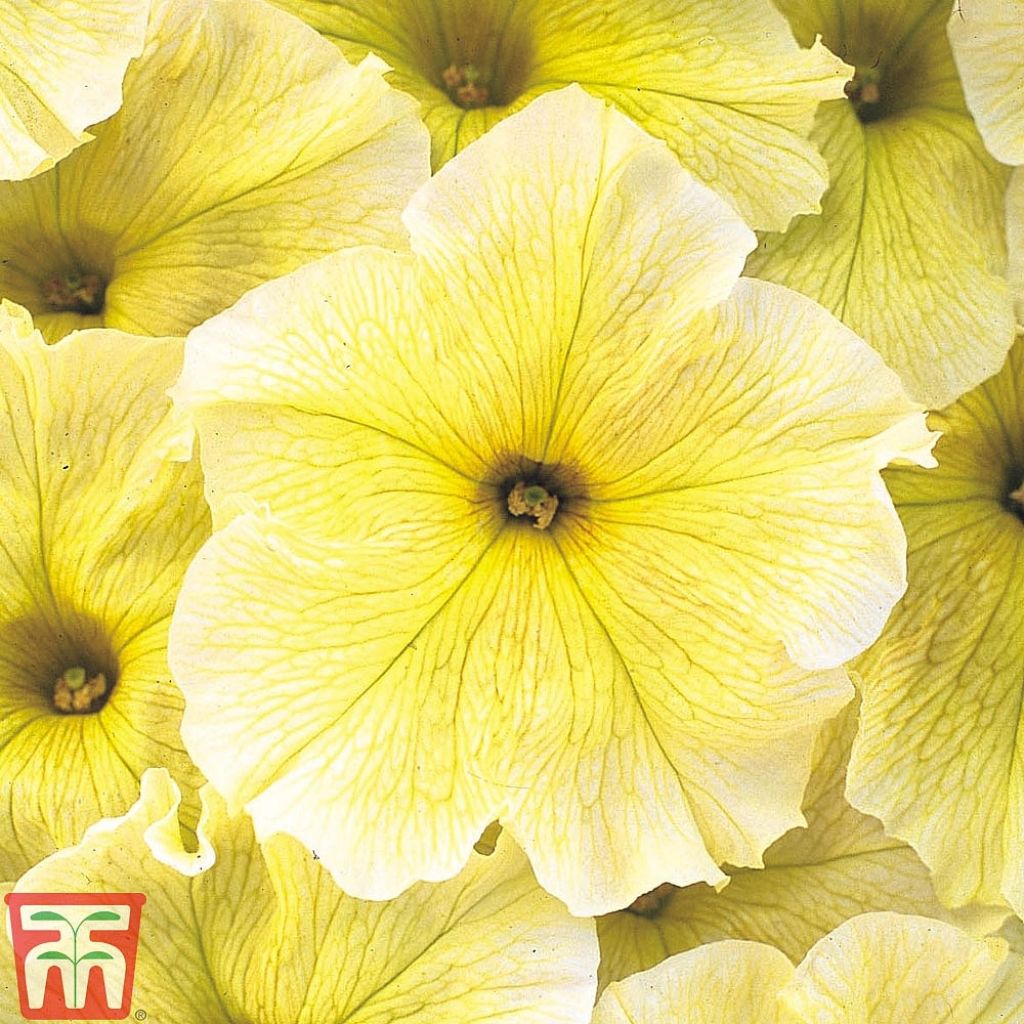 Petunia Perkpetunia Prism Sunshine F1 (zaad) - Hangpetunia