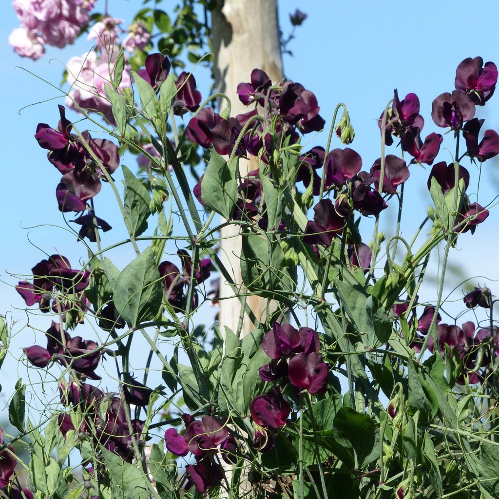 Lathyrus odoratus Beaujolais (zaad) - Siererwt