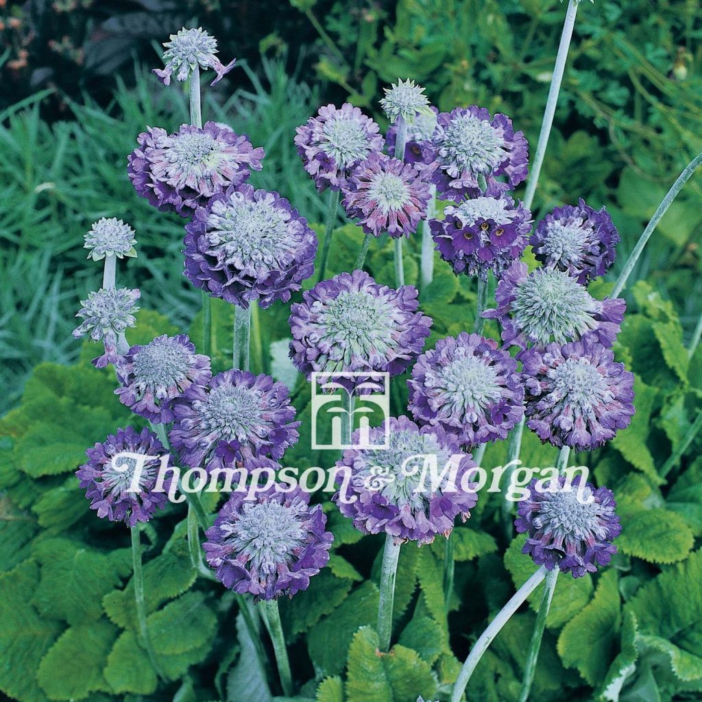 Primula capitata Noverna Deep Blue (zaad) - Sleutelbloem