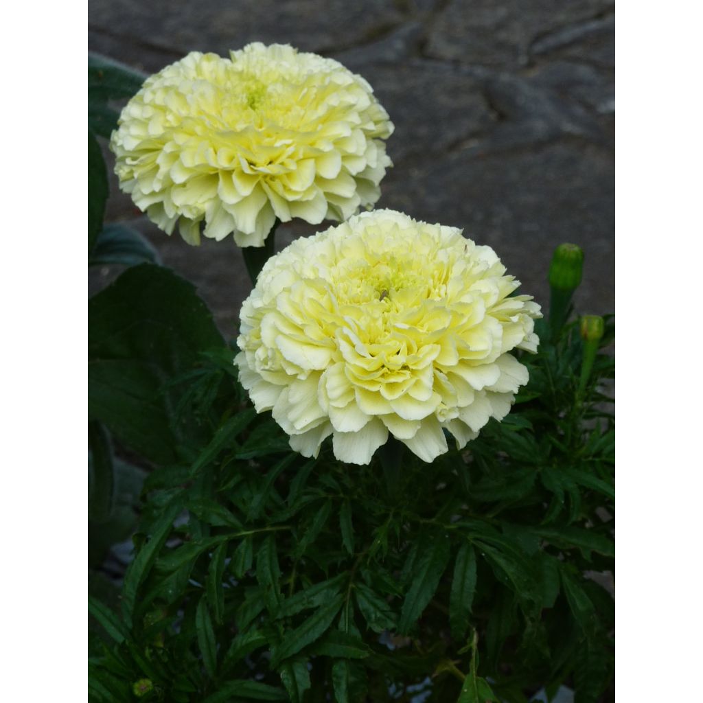 Groot afrikaantje - Tagetes erecta Vanilla (zaad)