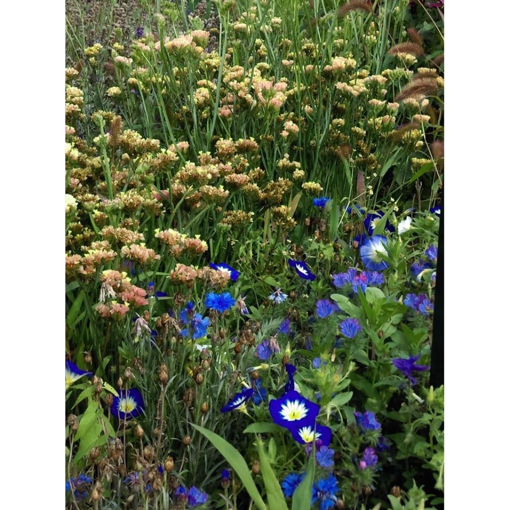 Limonium sinuatum QIS Apricot (zaad) - Statice