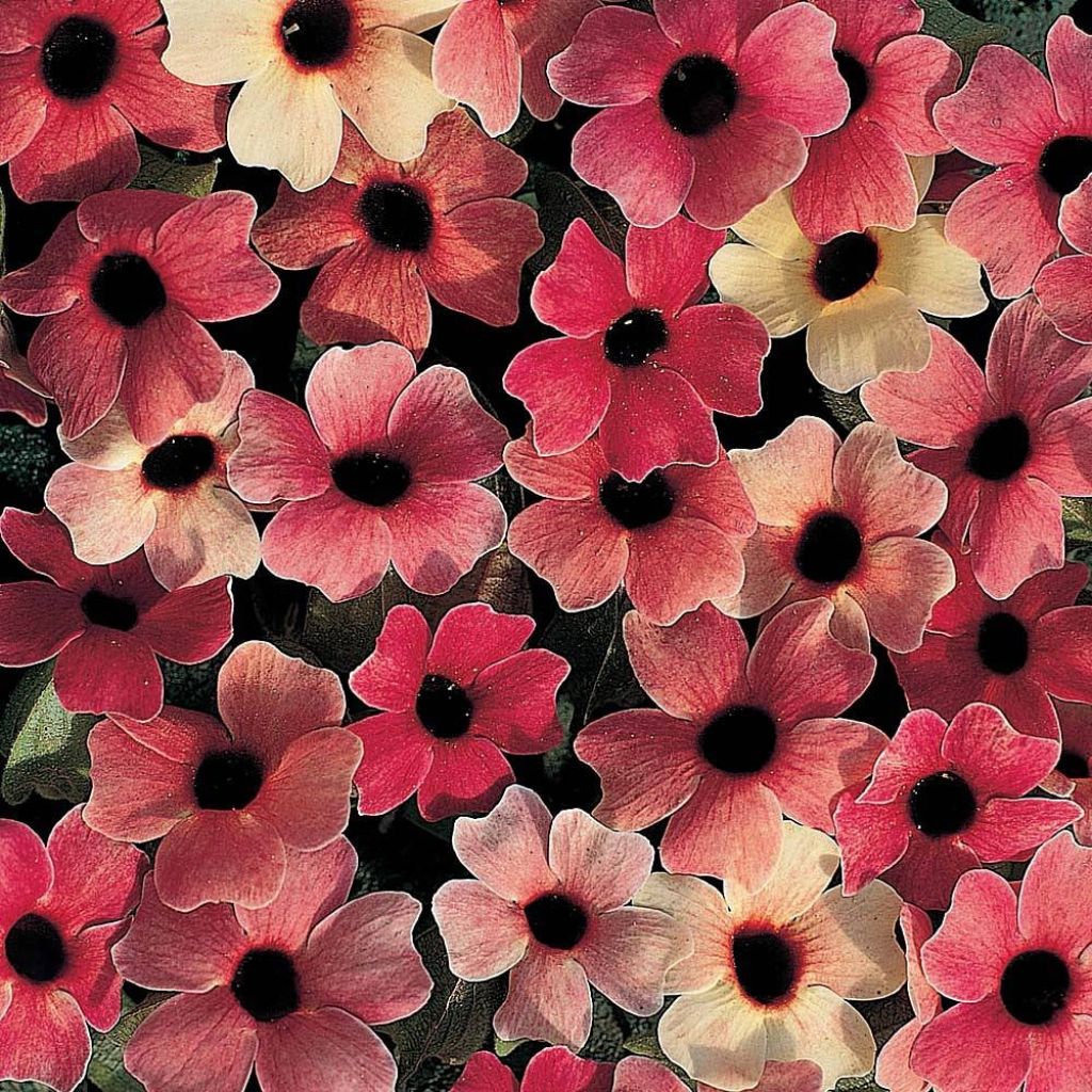 Thunbergia alata Blushing Susie (zaad) - Suzanne-met-de-mooie-ogen