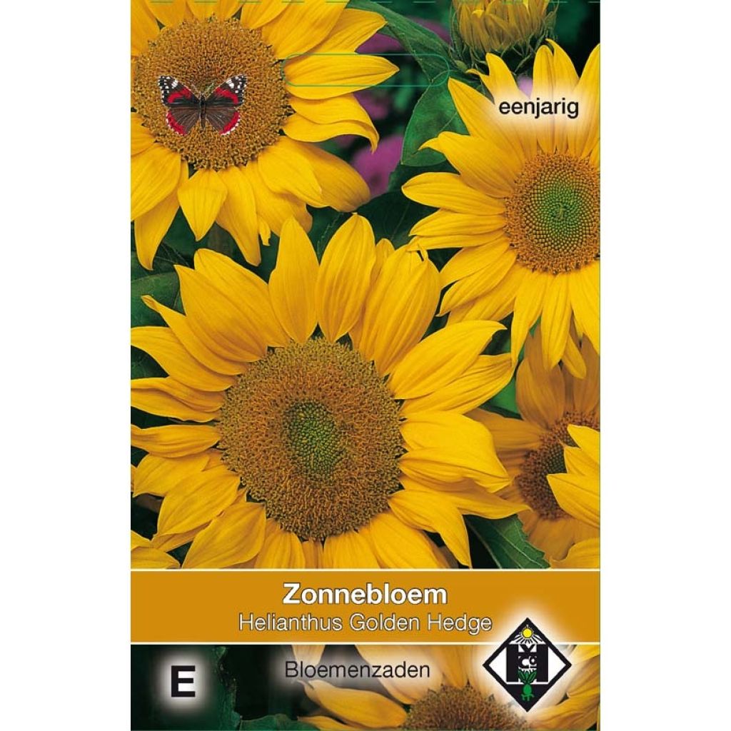 Zonnebloem Golden Hedge (zaad) - Helianthus annuus