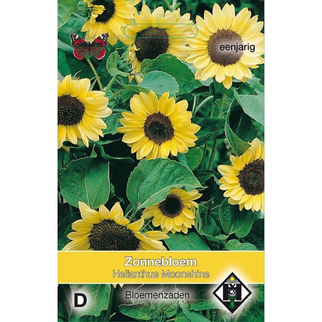 Zonnebloem Moonshine (zaad) - Helianthus annuus