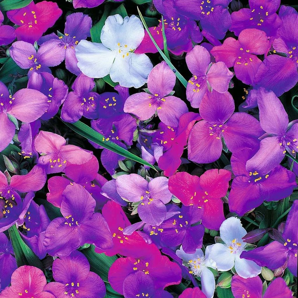 Tradescantia andersoniana Mixed Colours (zaad) - Eendagsbloem