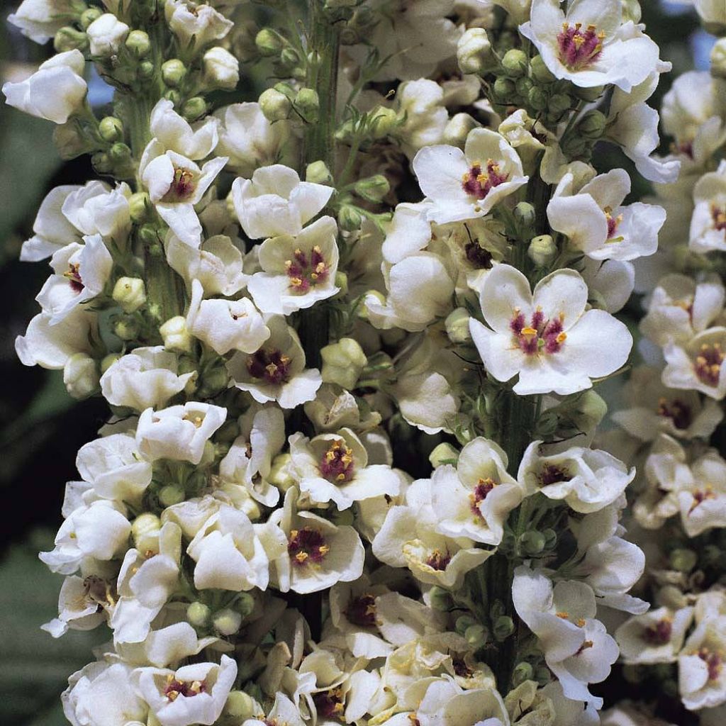 Verbascum chaixii Album (zaad) - Toorts
