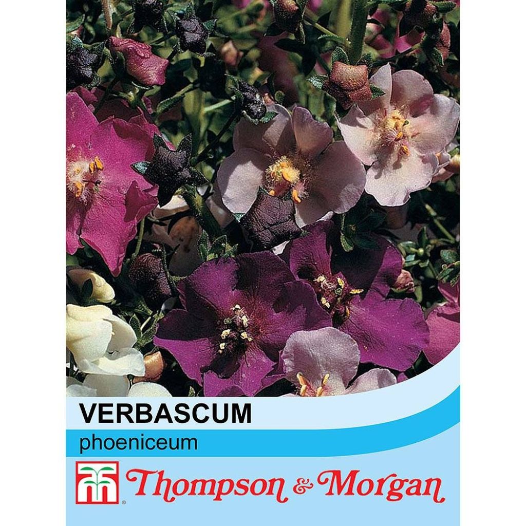 Verbascum phoeniceum Mix (zaad) - Paarse toorts