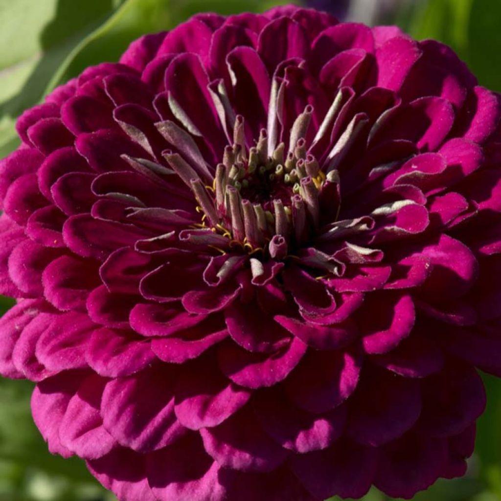 Zinnia elegans Purple Prince (zaad) - Zahara-bloem