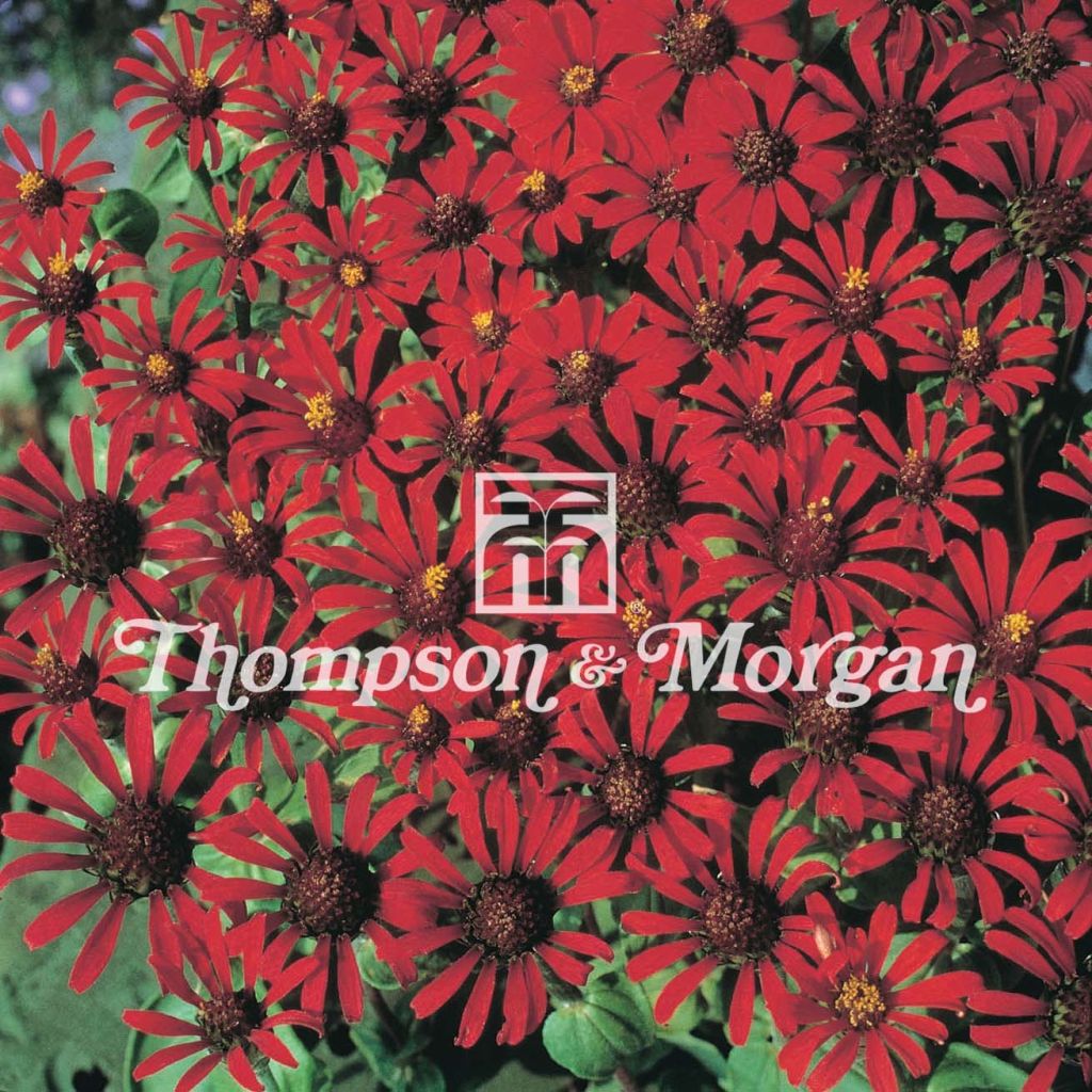 Zinnia tenuifolia Red Spider (zaad) - Zahara-bloem