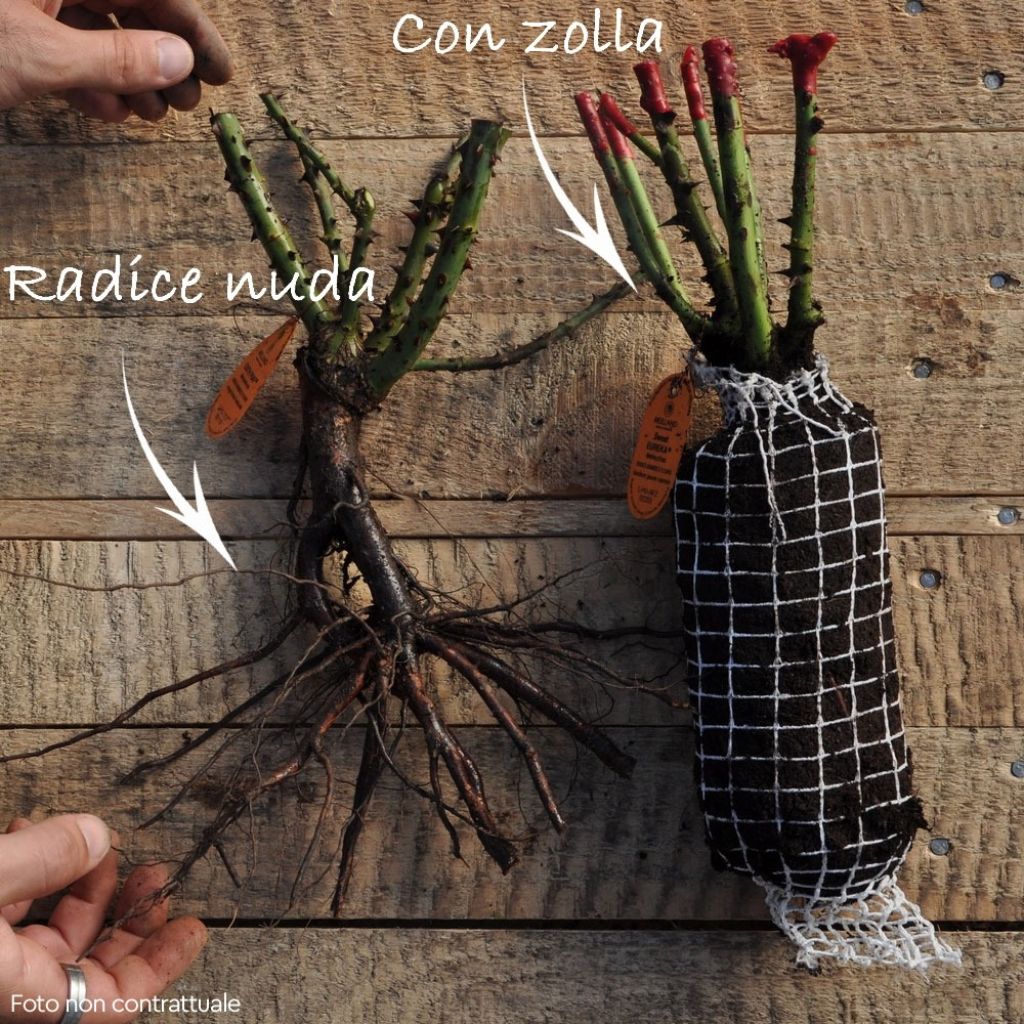 Rosa Mademoiselle Meilland - Grootbloemige roos