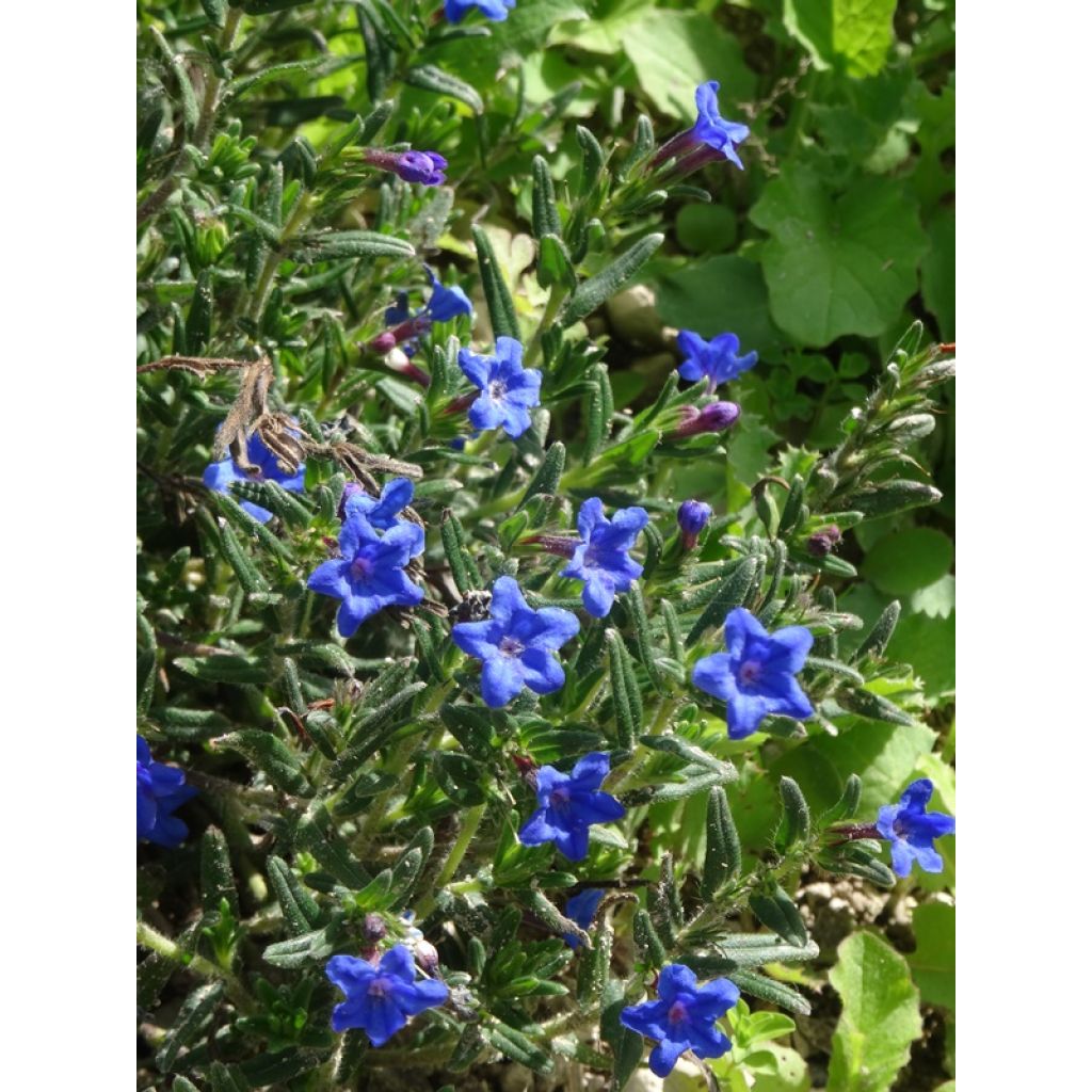 Lithodora diffusa Heavenly Blue - Steenzaad
