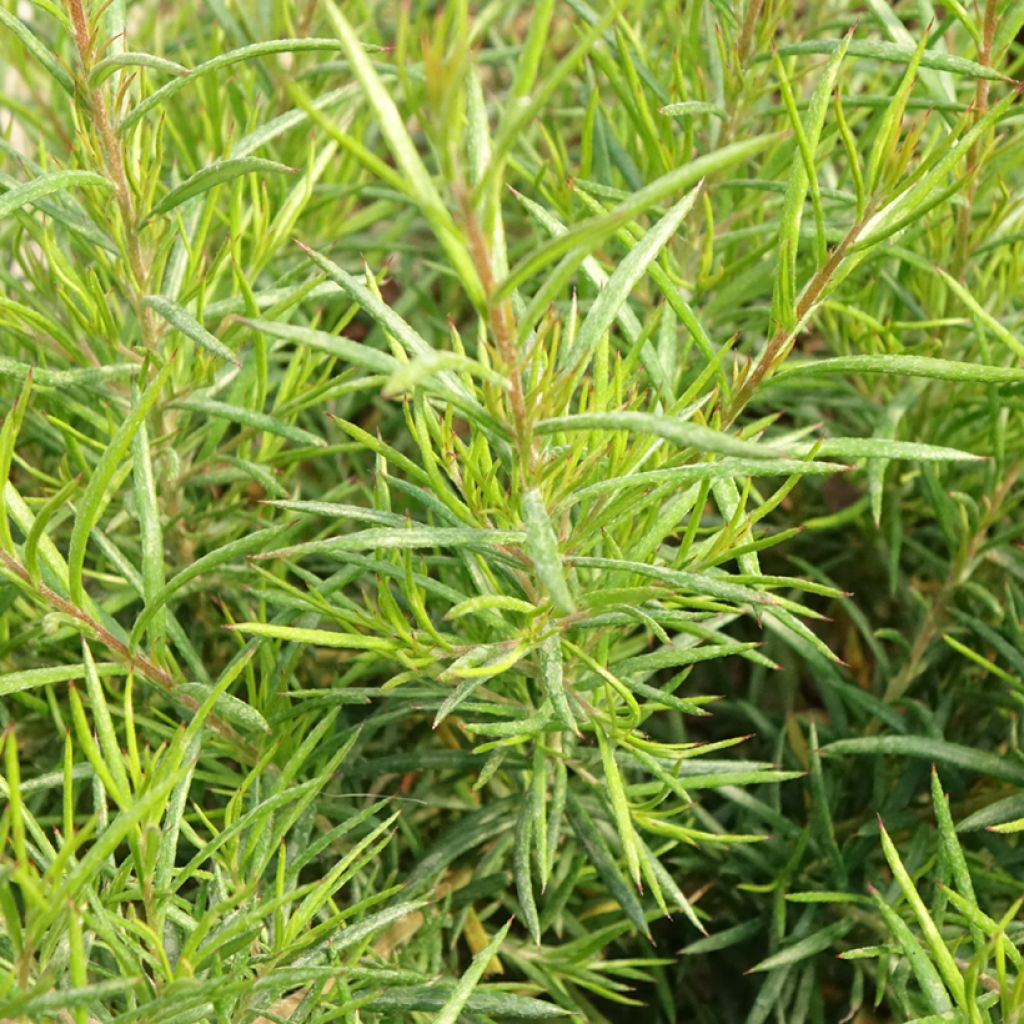 Grevillea gracilis Clearview David - Australische zilvereik