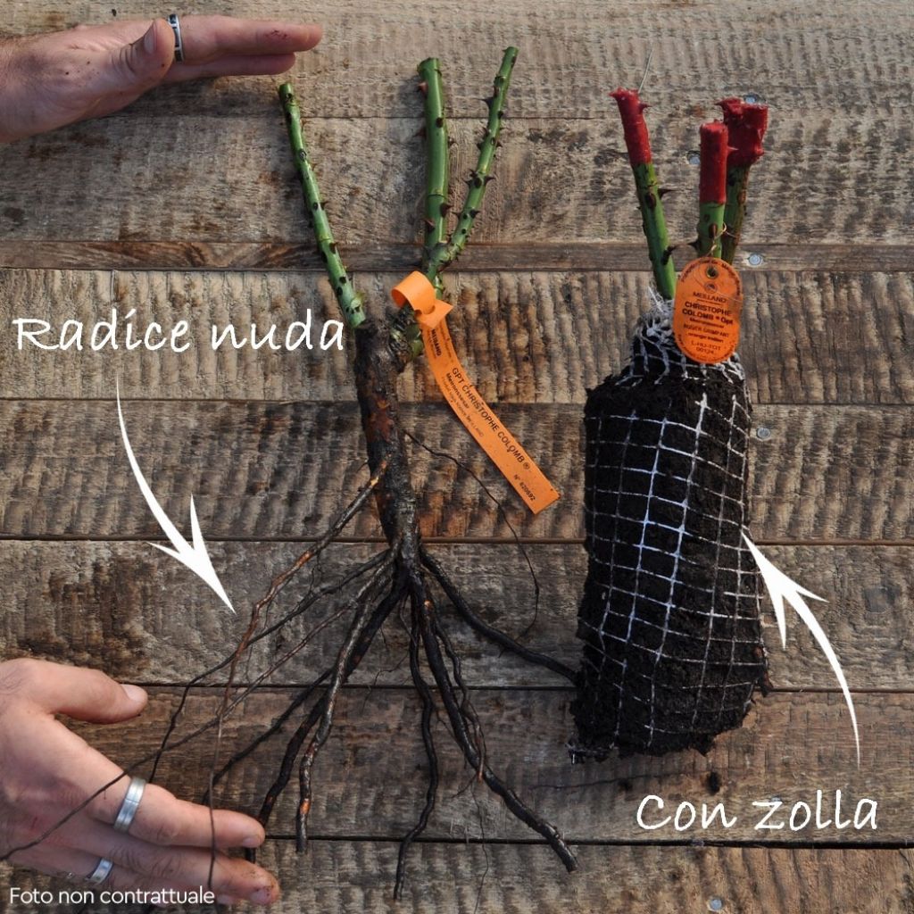 Rosa Happiness - Klimroos