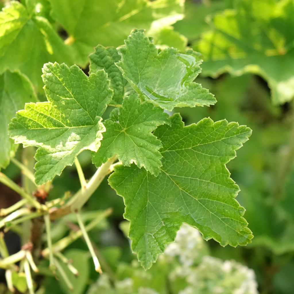 Witte aalbes Zitavia