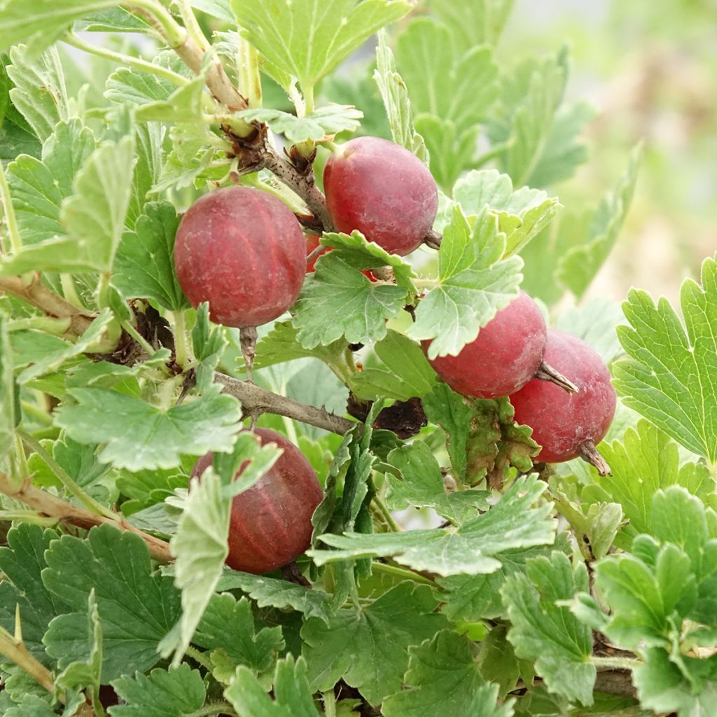 Kruisbes Crispa® Darling