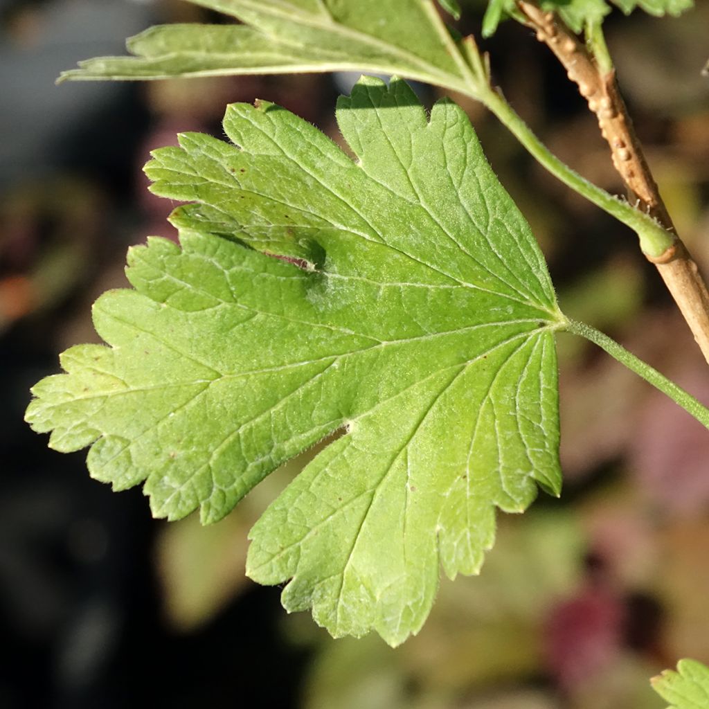 Kruisbes Easycrisp® Lady Late