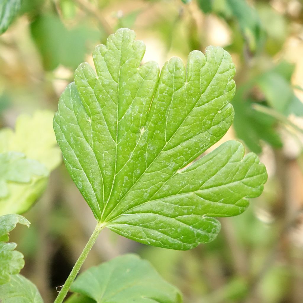 Kruisbes Easycrisp® Mme Sansouci