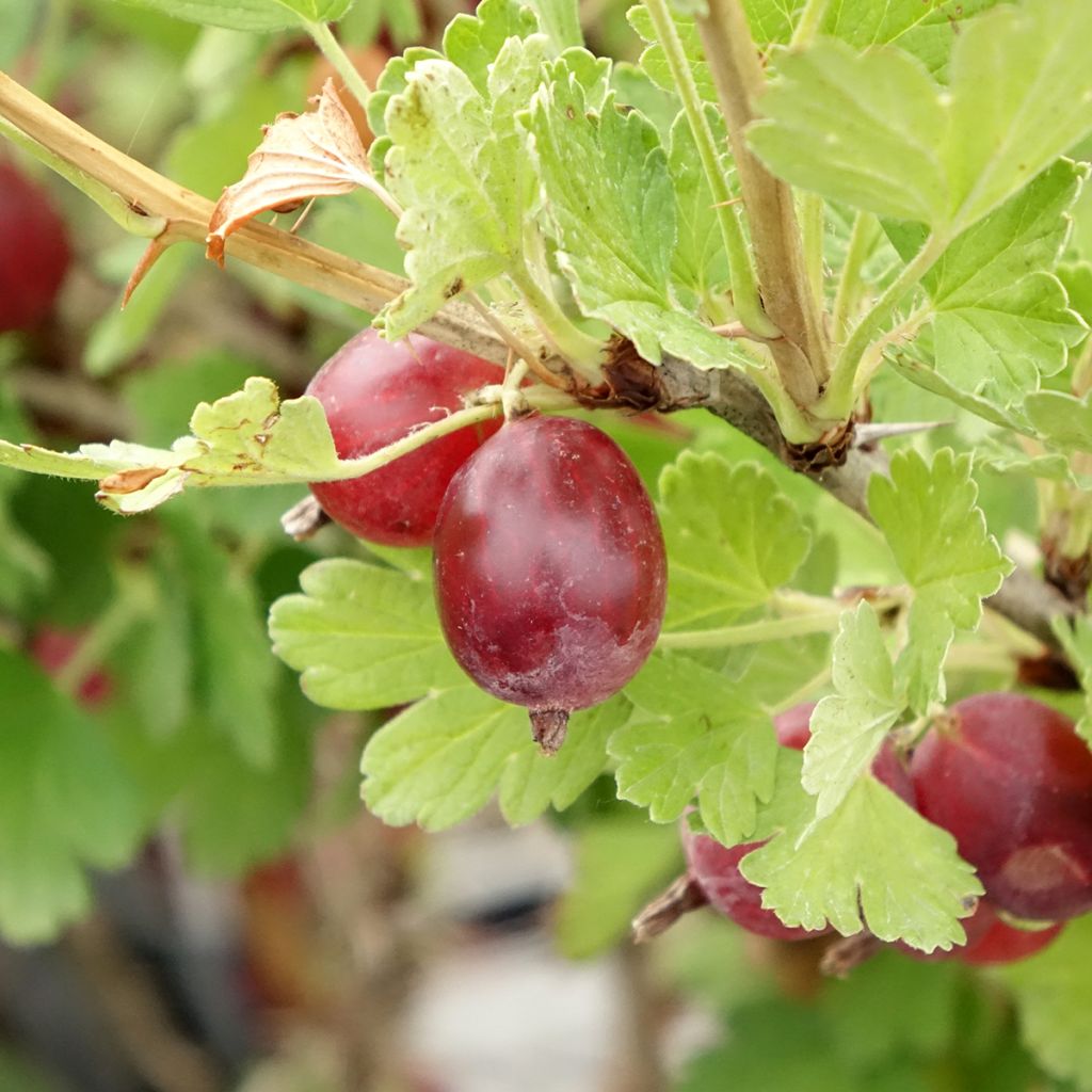 Kruisbes Hinnonmäki Röd