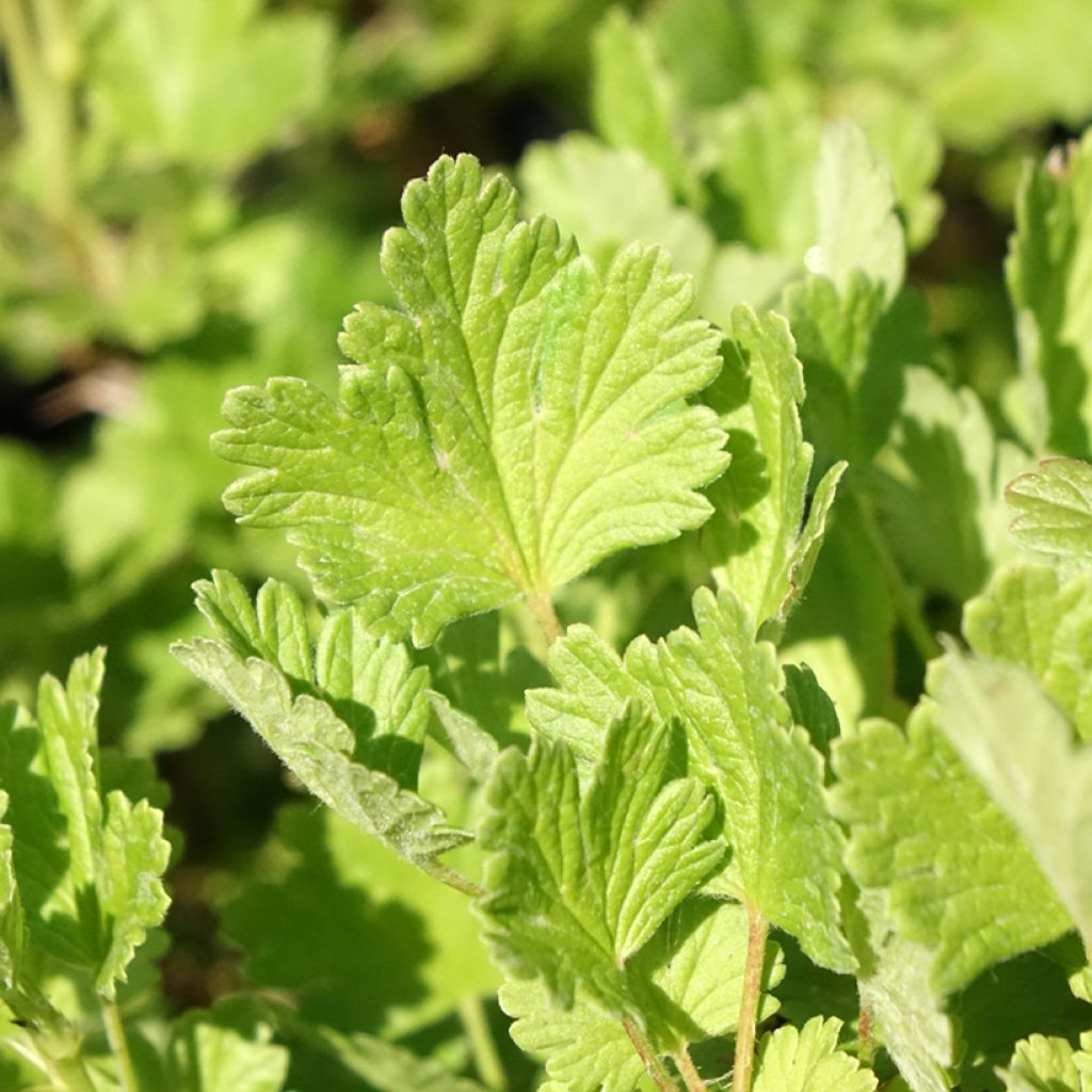 Kruisbes Hinnonmäki Grün