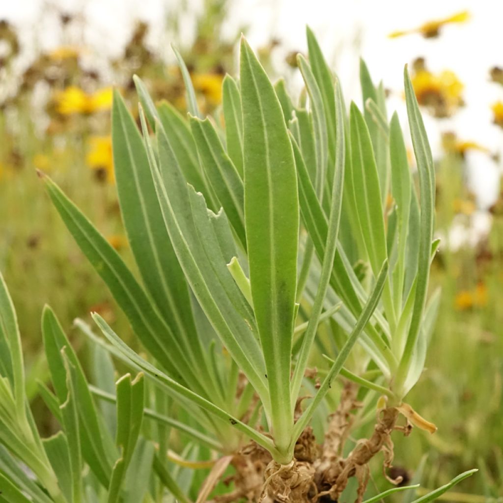 Gypsophila pacifica - Gipskruid