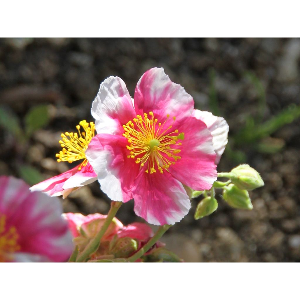 Helianthemum Raspberry Ripple - Zonneroosje