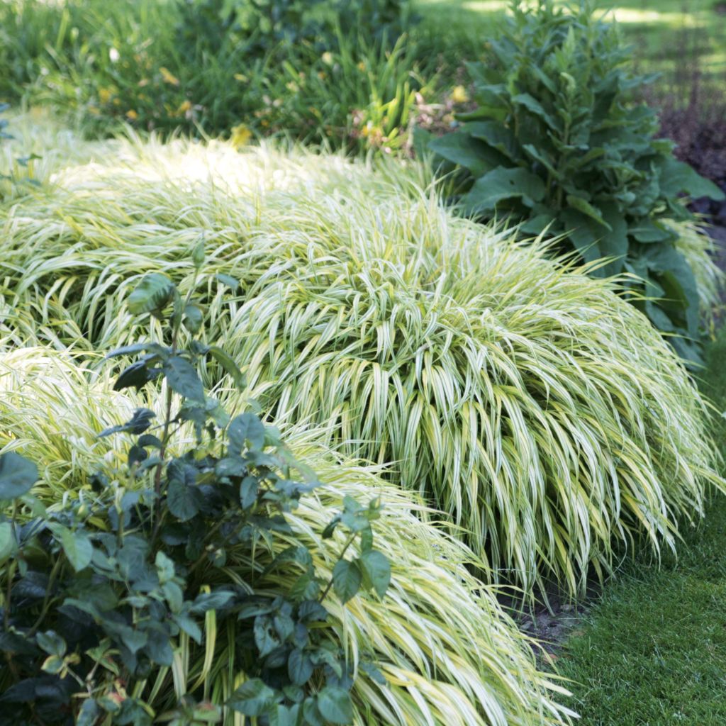 Hakonechloa macra Aureola - Japans berggras