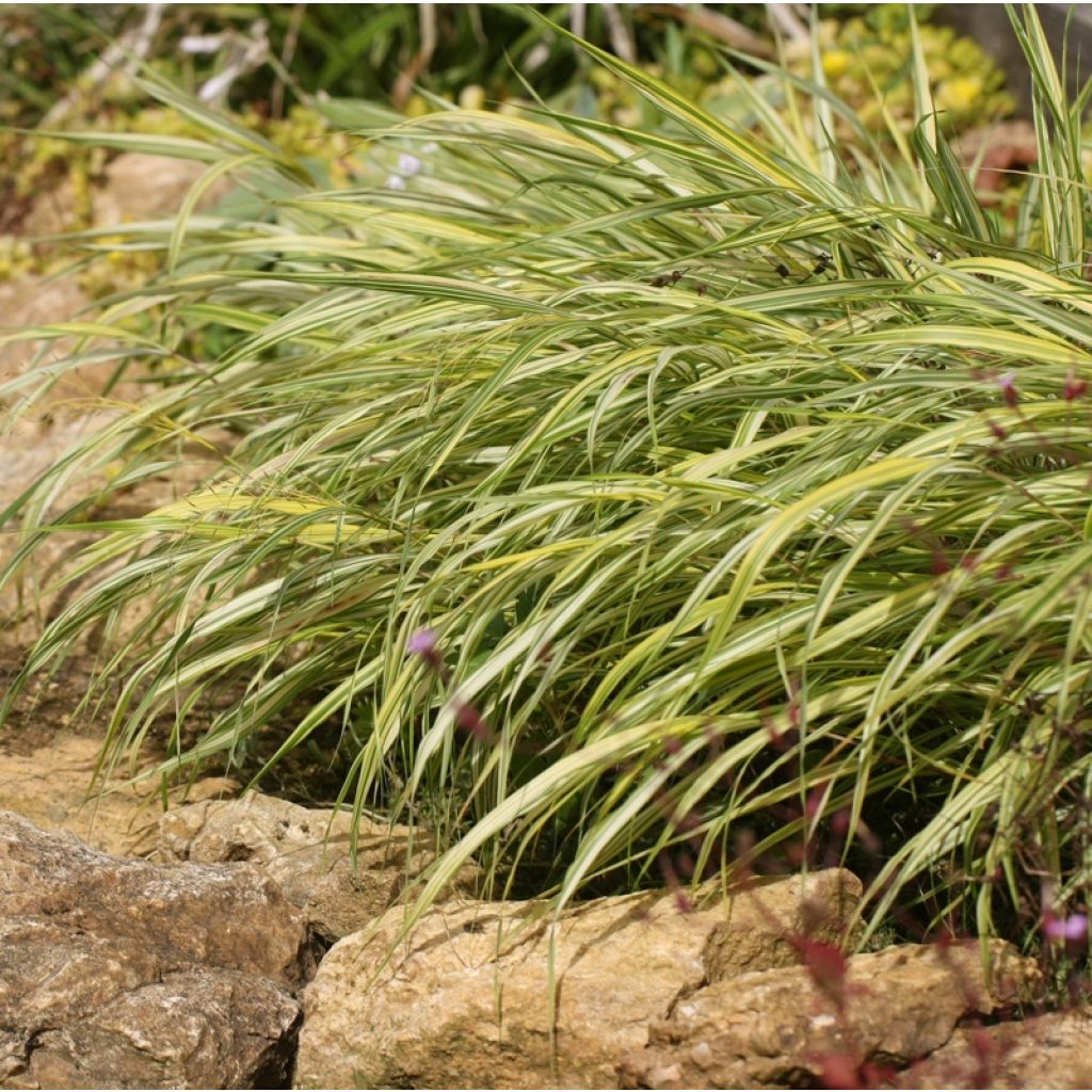 Hakonechloa macra Naomi - Japans berggras
