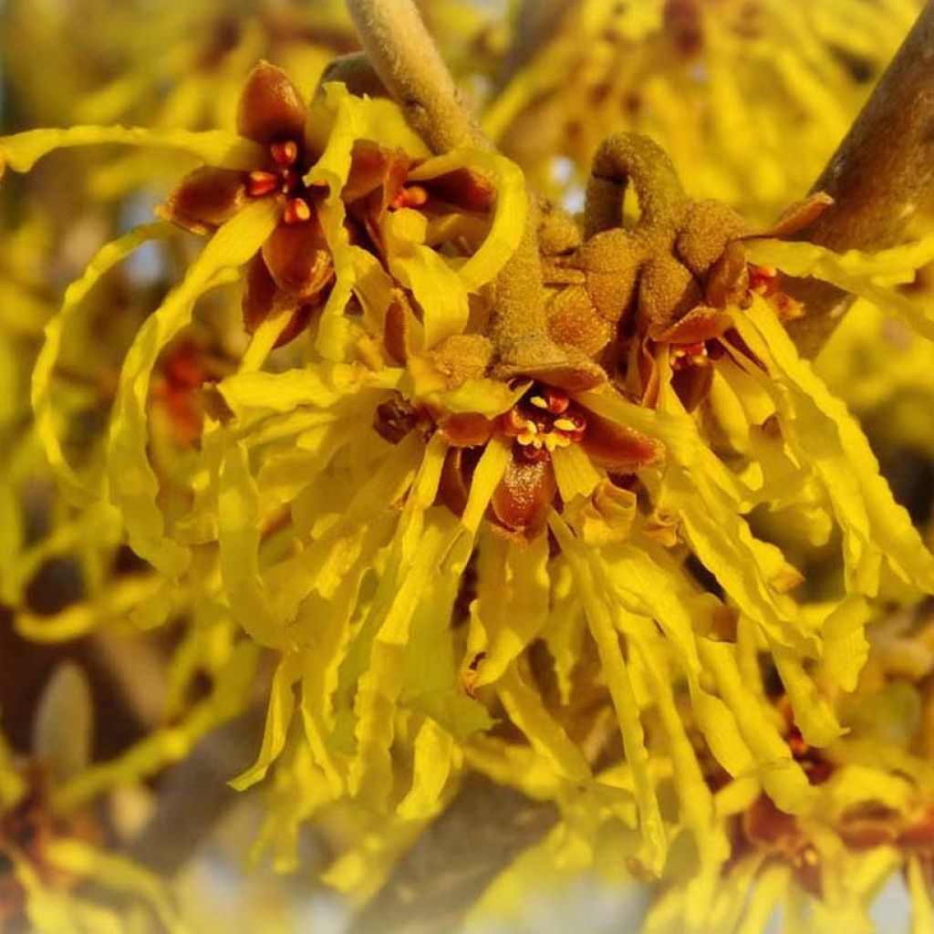 Hamamelis intermedia Arnold Promise - Toverhazelaar