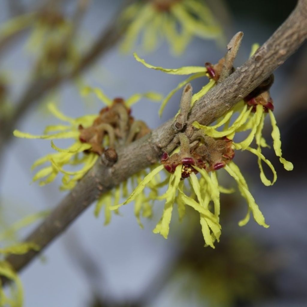 Hamamelis intermedia Arnold Promise - Toverhazelaar