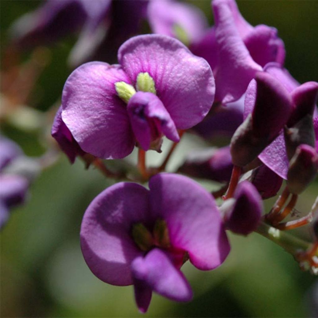 Hardenbergia violacea - Valse sarsparilla