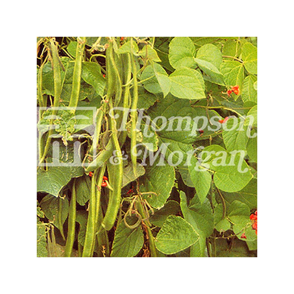 Haricot d'Espagne Enorma - Haricot fleur