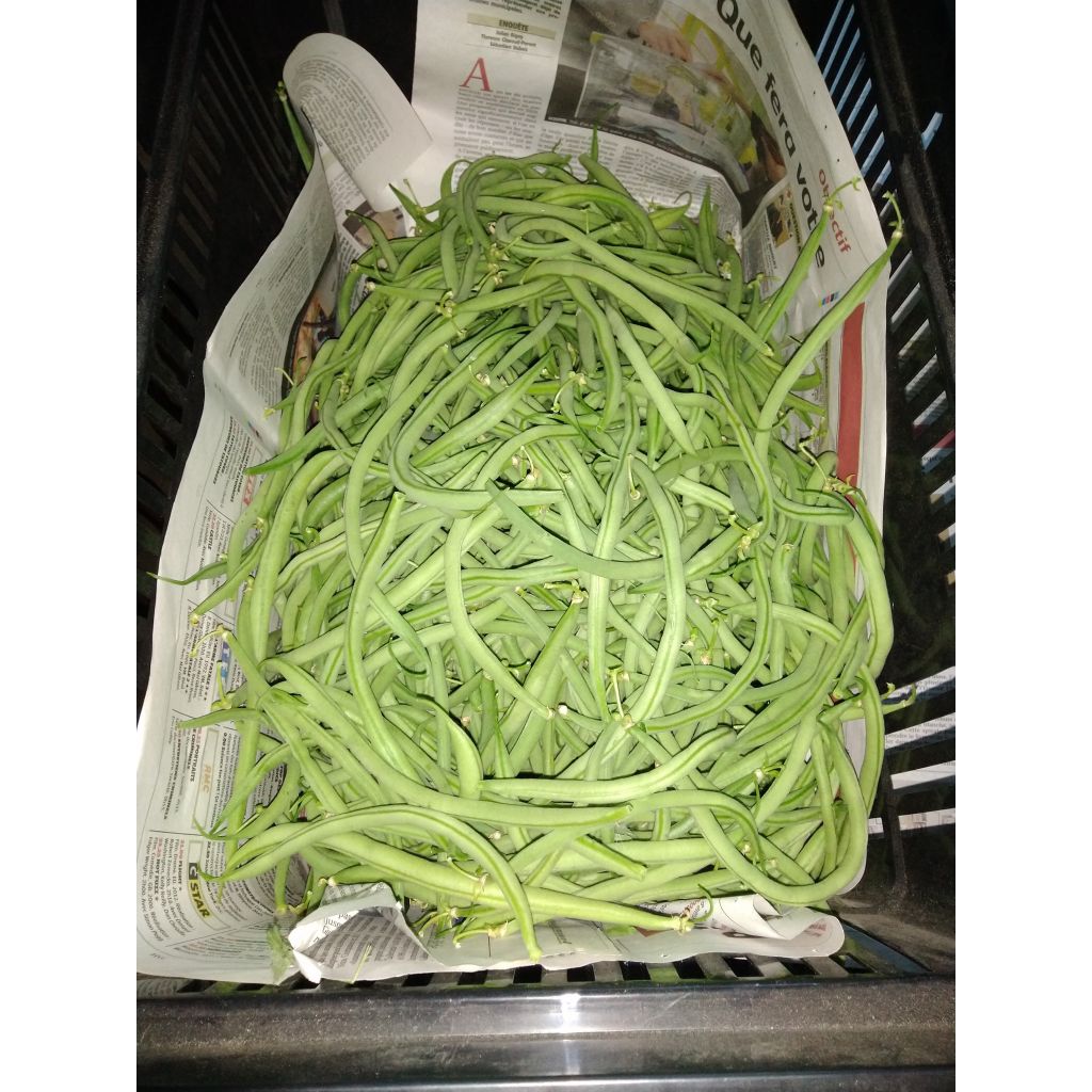 Stamslaboon Talisman