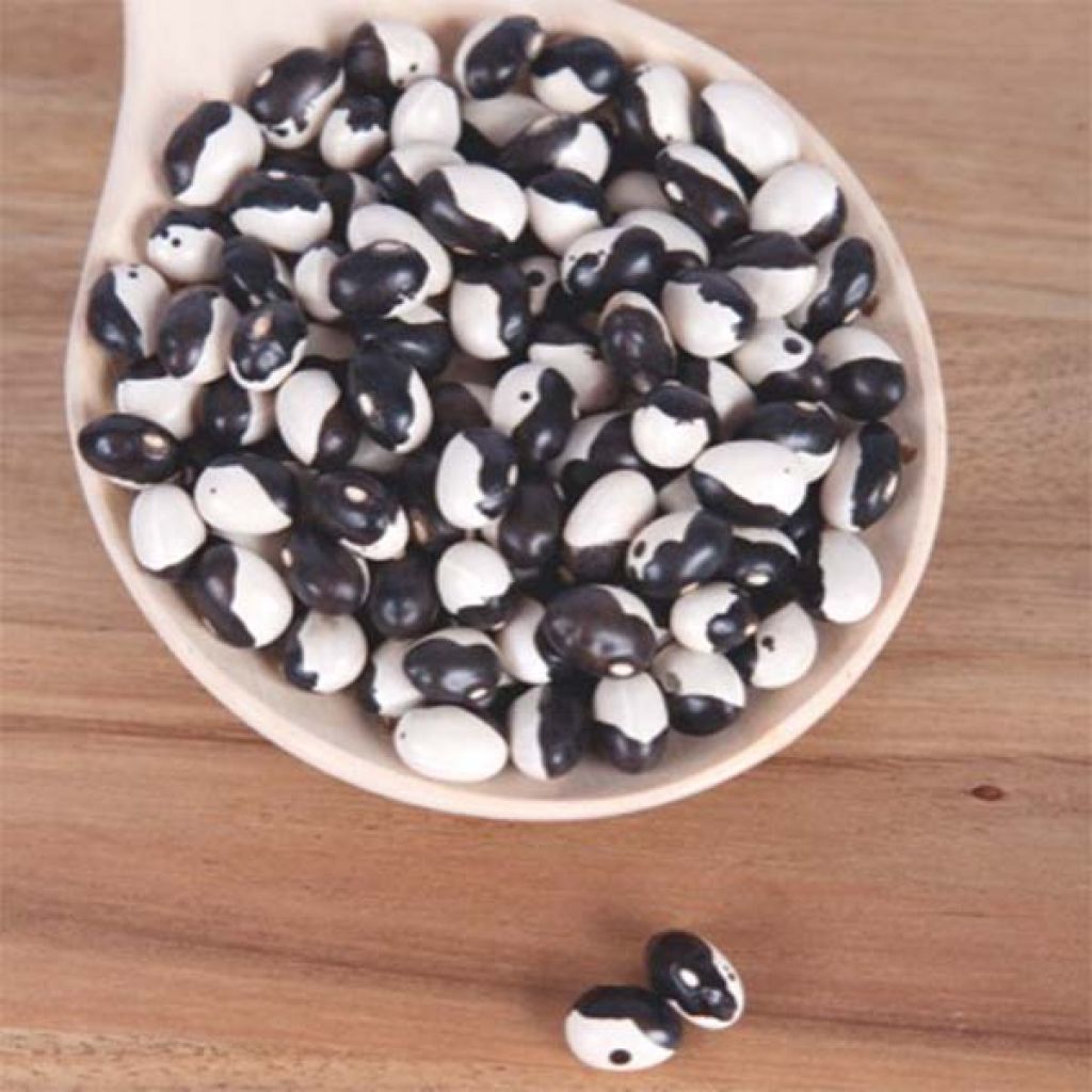 Stamslaboon Starazagorski