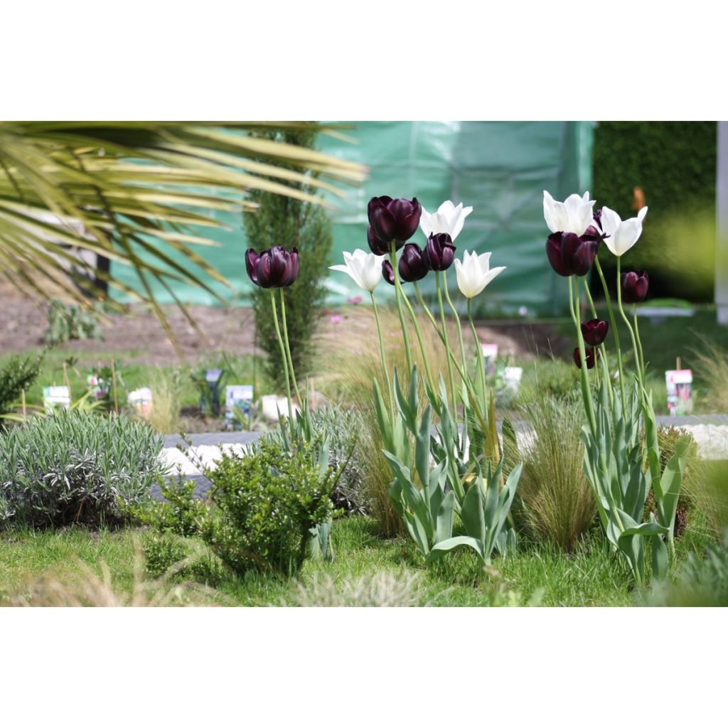 Harmonie van Contrasterende Tulpen