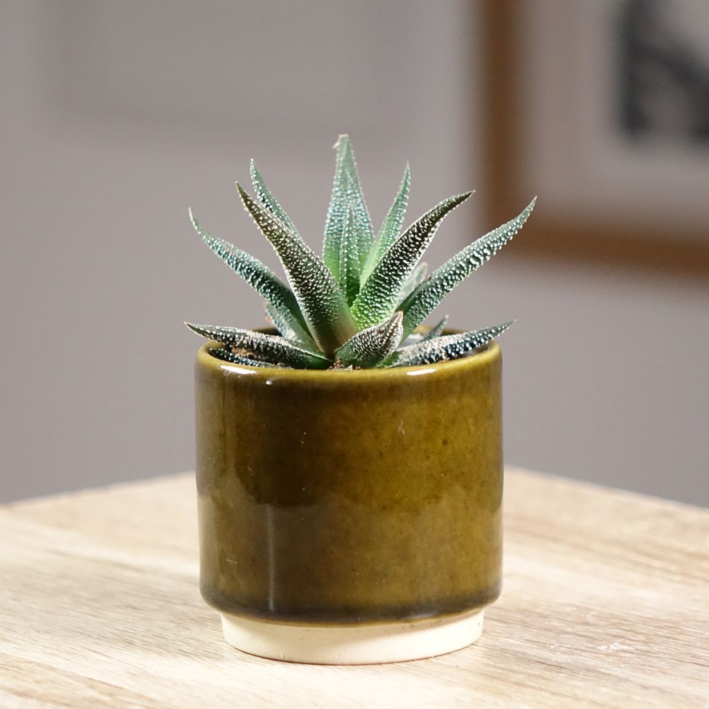 Haworthia fasciata Concolor - Zebraplant