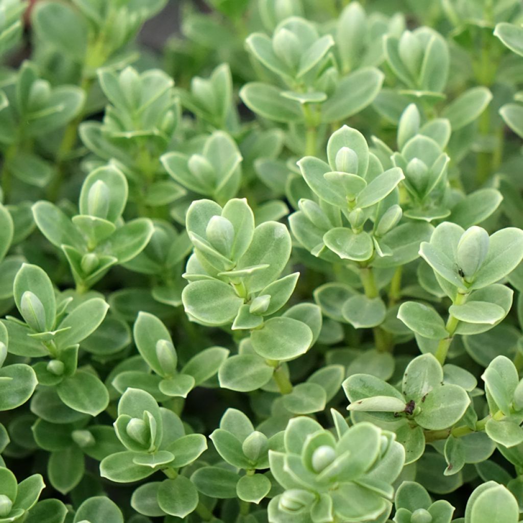 Hebe topiaria - Struikveronica