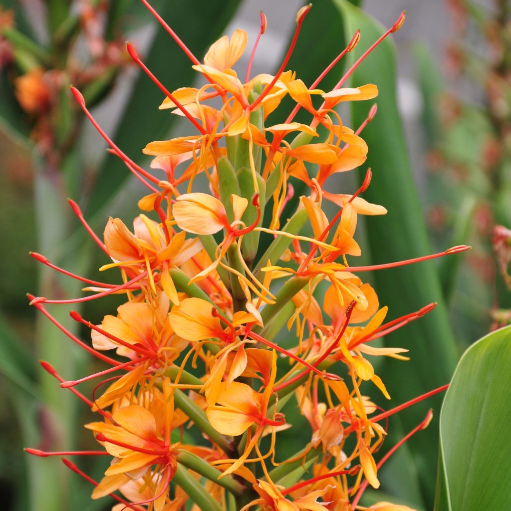 Hedychium coccineum Tara - Gemberlelie
