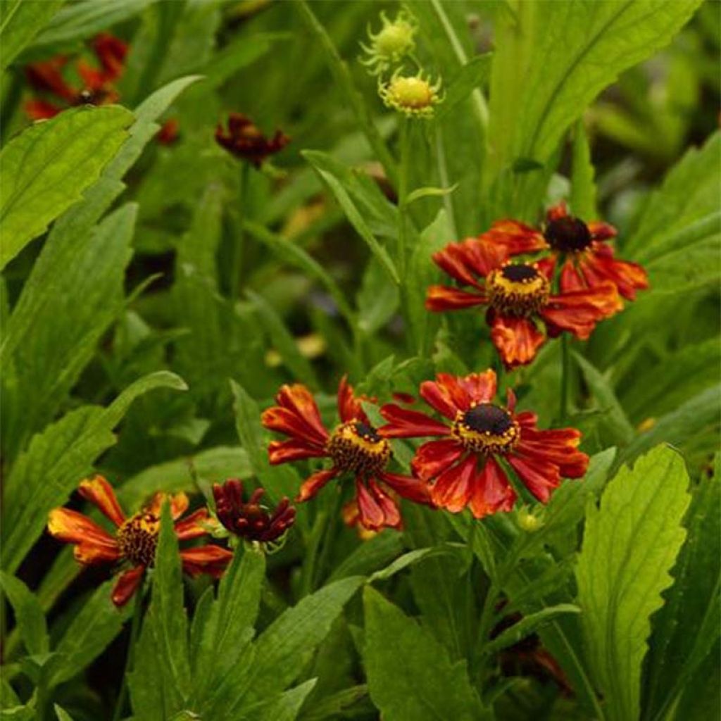 Helenium Flammendes Katchen - Zonnekruid