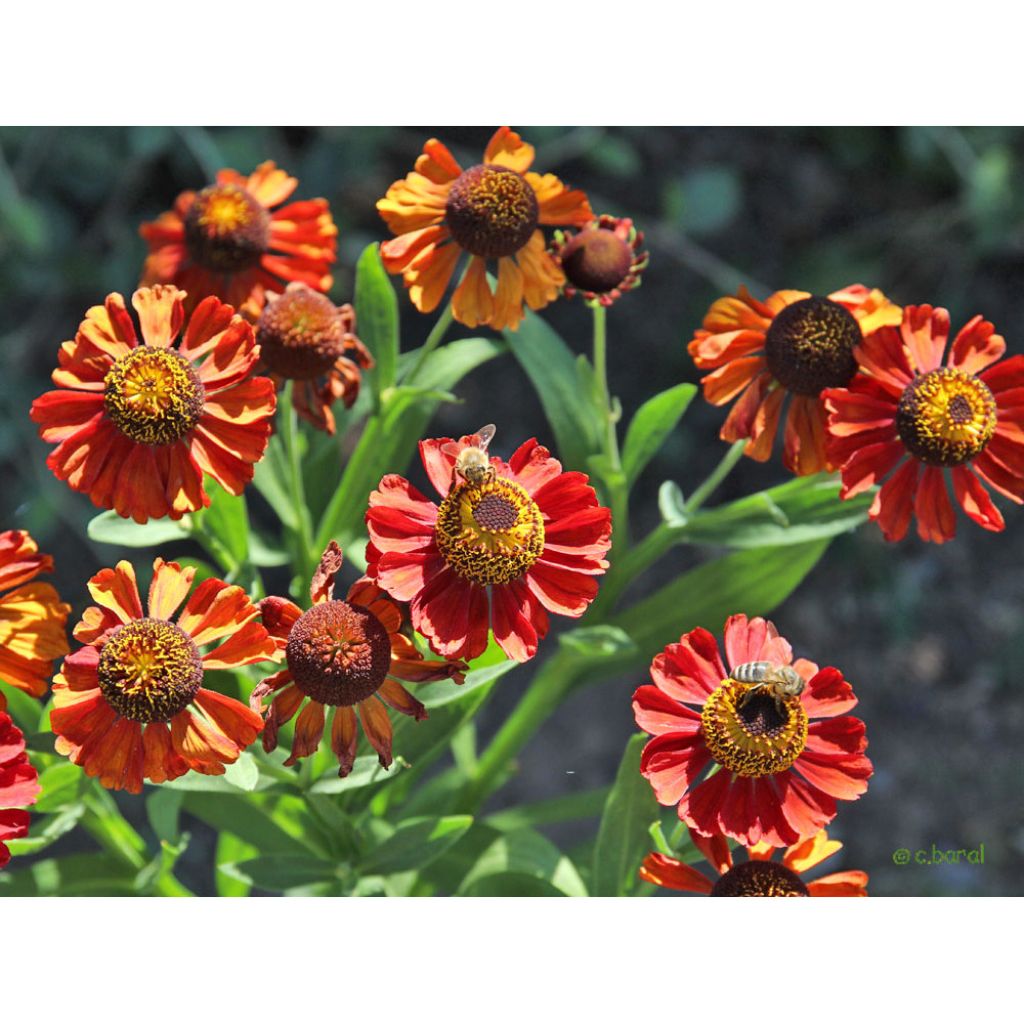 Helenium Kupferswerg - Zonnekruid