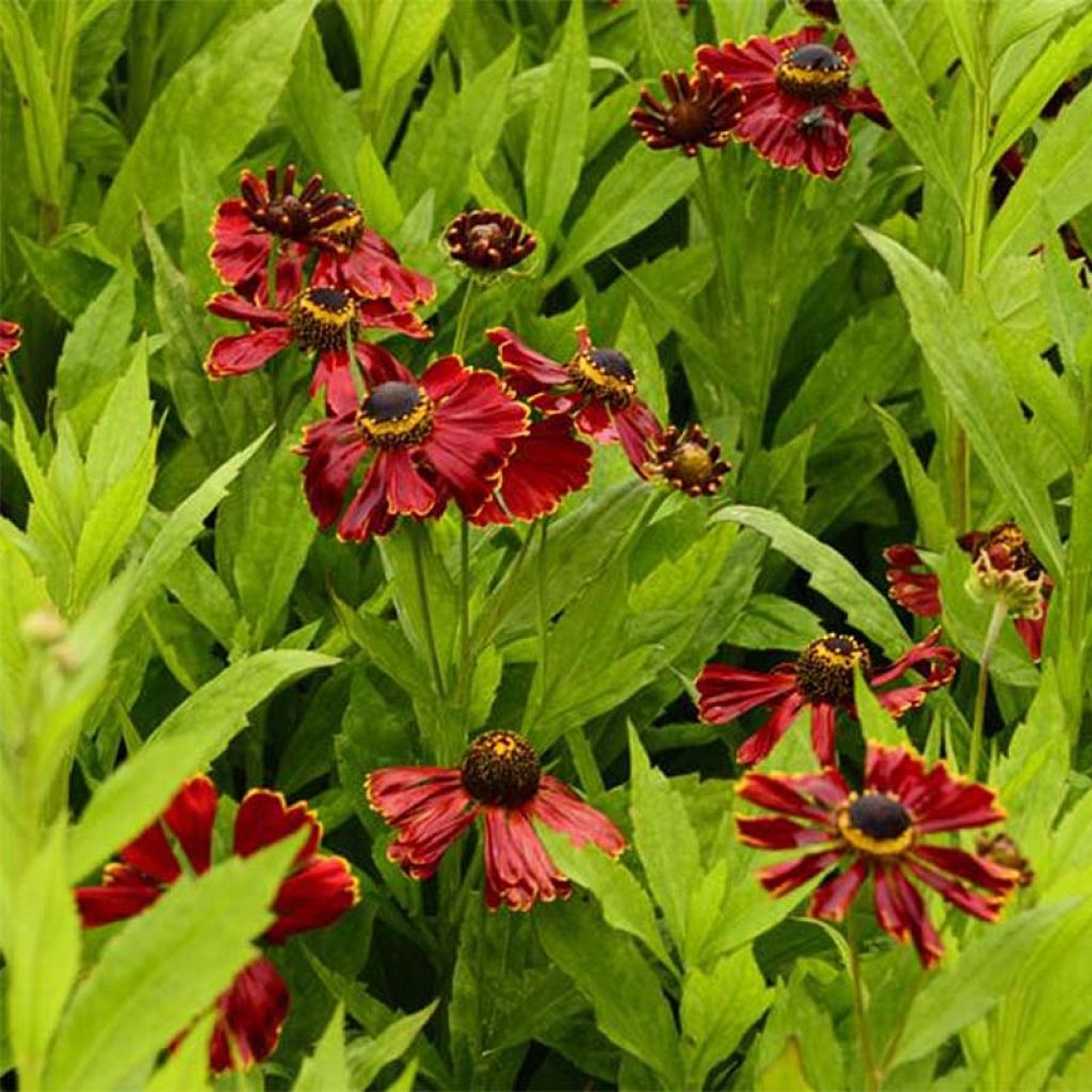 Helenium Potter's Wheel - Zonnekruid